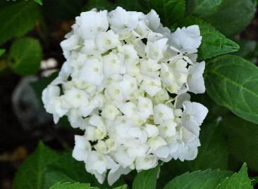 Hydrangea-macrophylla-Mme-EmileMouillere