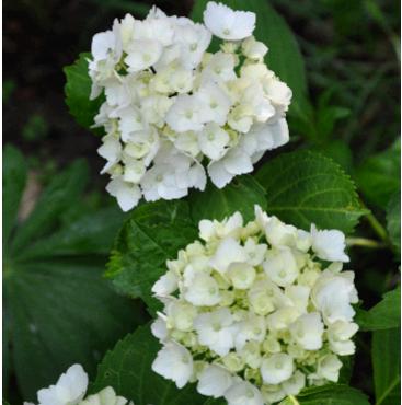 Hydrangea-macrophylla-MMe-Emile-Mouliere-jonge-bloemen