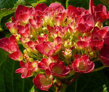 Hydrangea macrophylla-Amsterdam onrijpekleur bloemkleur