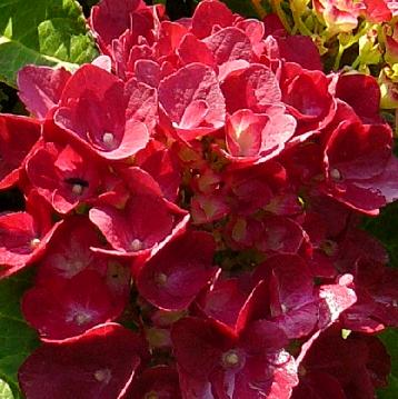 Hydrangea macrophylla Amsterdam rozerode volwassen bloemkleur