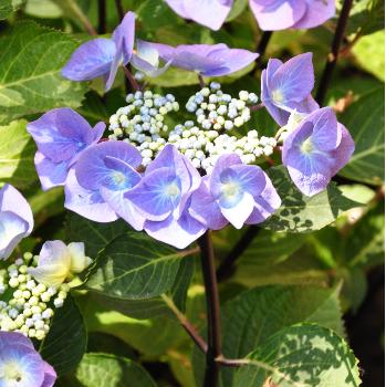 hydrangea-macrophylla-Zorro-lacecap