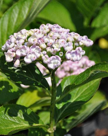 Hydrangea-macrophylla-Ayesha-rose