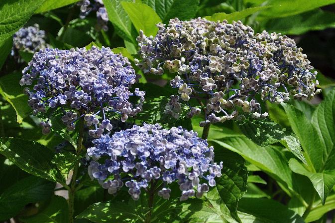 Hydrangea-macrophylla-Ayesha-bleu-september-picture2