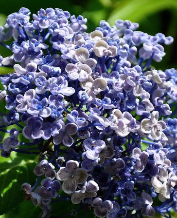 Hydrangea-macrophylla-Ayesha-bleu-september-picture