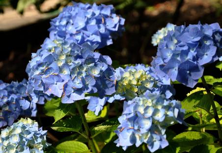 Hydrangea-macrophylla-Bela-Landscapepicture