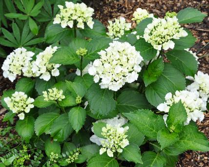 Hydrangea-macrophylla-Schneeball-Snowball