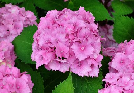 Hydrangea-macrophylla-Benelux