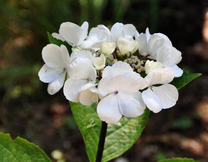 Hydrangea-macrophylla-Punch-Coco