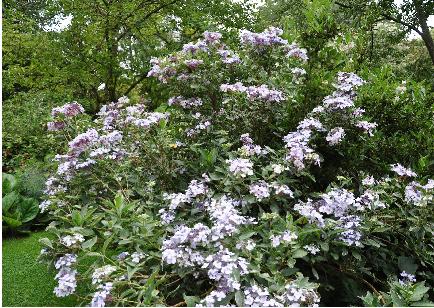 Hydrangea-macrophylla-Tricolor-global-view-picture-taken-in-Clos-du-Coudray