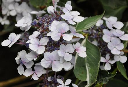 Hydrangea-macrophylla-Tricolor-closeup-inflorescense