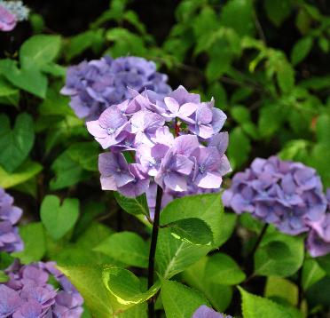 Hydrangea-macrophylla-Blue-Ball