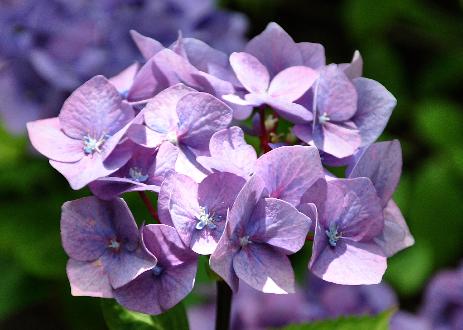 Hydrangea-macrophylla-Blue-Ball-blacksteel