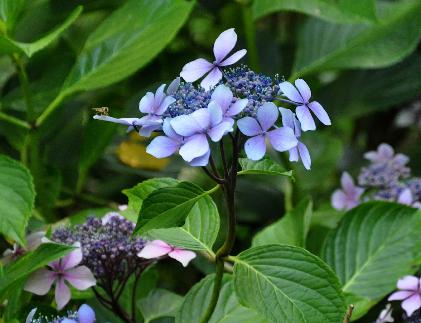 Hydrangea-macrophylla-Claudie-Corinne-Mallet-1993-picture-nice