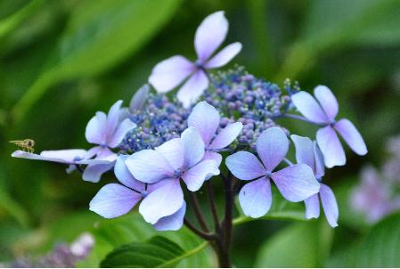 Hydrangea-macrophylla-Claudie-Corinne-Mallet-1993-flower-closeup