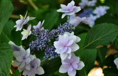 Hydrangea-macrophylla-Izu-Nr11-VN-Shamrock-collection-closeup-picture-2