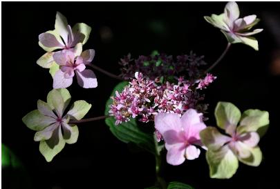 Hydrangea-macrophylla-Izu-uitbloei-foto