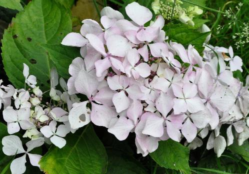 Hydrangea macrophylla 'Beauté Vendomoise'