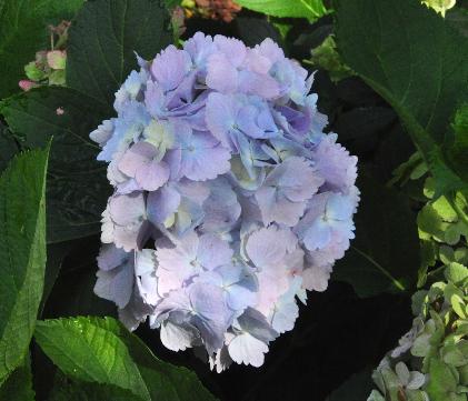 Hydrangea macrophylla Frillibet volwassen bloem detailfoto -15sept