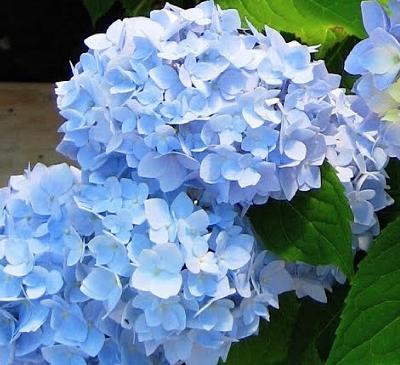 Hydrangea-macrophylla-Endless-Summer-The-original