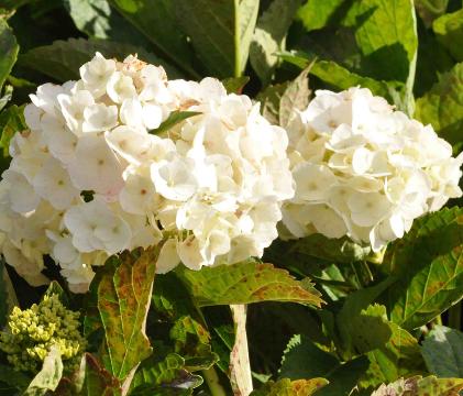 Hydrangea _macrophylla _'Soeur -Thérèse'-flowers