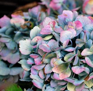 Hydrangea-macrophylla-Ursula-uitbloei-okt-