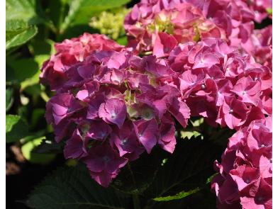 Hydrangea-macrophylla-Alpengluhen-picture-middleofjuly