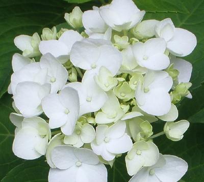 Hydrangea-macrophylla-Endless-summer-The-Bride