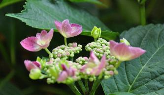 Hydrangea-macrophylla-AnnekeSterkenjongebloem5