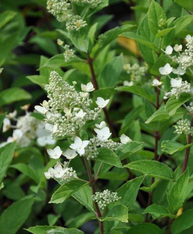 Hydrangea-paniculata-Unique