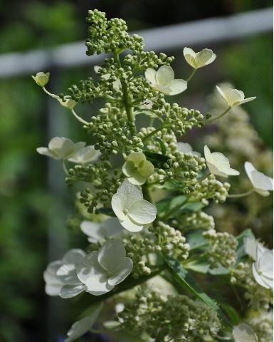 Hydrangea-paniculata-Kyushu-2