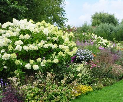 Hydrangea-paniculata-Limelight-intheborder