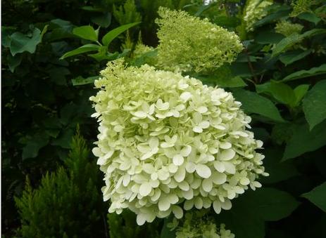 Hydrangea-paniculata-Limelight-Closeup-flower