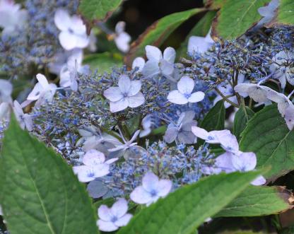 Hydrangea-serrata-Spreading-Beauty