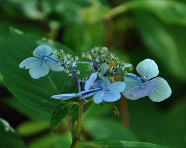 Hydrangea-serrata-Hoshino-august-picture