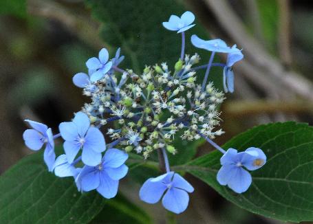 Hydrangea-serrata-Hoshino-august-picture-2