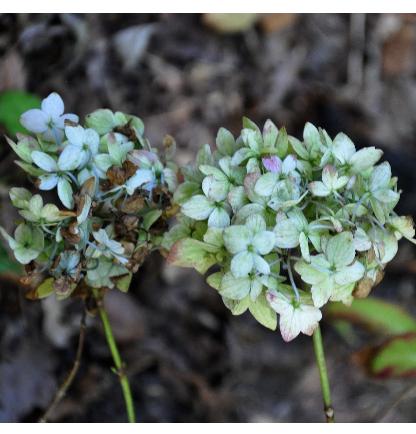 Hydrangea-serrata-Maiko