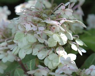 Hydrangea-serrata-Maiko-uitbloei-augustus