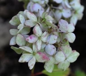 Hydrangea-serrata-Maiko-fallcolour