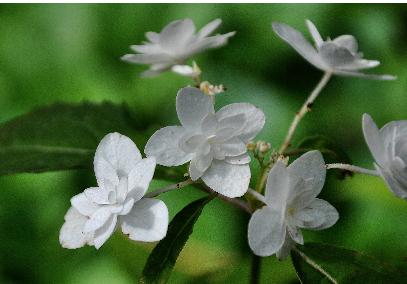 Hydrangea-serrata-Shiro-Fuji-end-ofaugust-picture