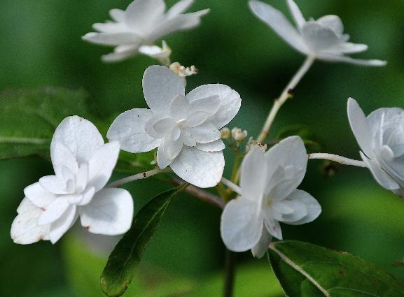 Hydrangea-serrata-Shiro-Fuji-Closeup