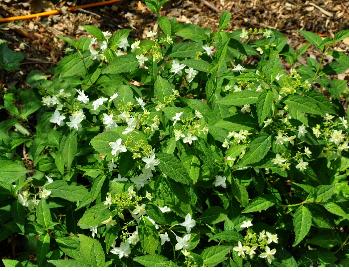 Hydrangea-serrata-Shiro-Fuji-middle-juin