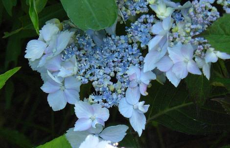 Hydrangea-serrata-Blue-Deckle