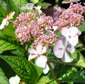 Hydrangea-serrata-Bleubird-roze