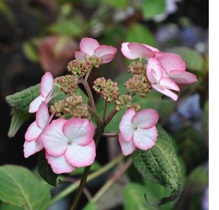 Hydrangea-serrata-Kiyosumi-closeup