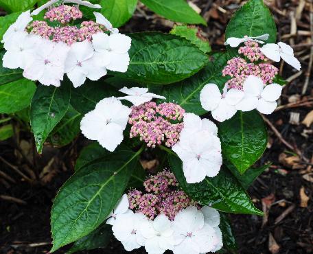 Hydrangea-Tokyo-Delight-white-flowers