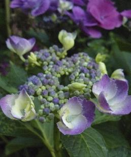 Hydrangea-Ursula-verkleuring