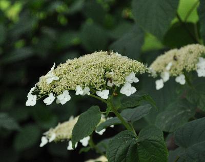 HydrangeaaborescenssspradiataCLoseupVN