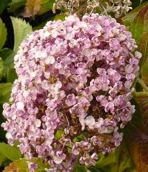 HydrangeaAeyshaoktober