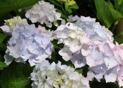 Hydrangeaalaska21juliborderkweksterken