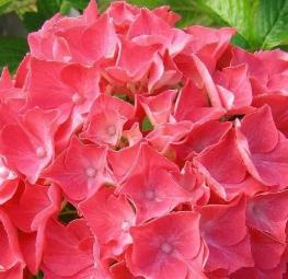 HYDRANGEAALPENGLUHEN1